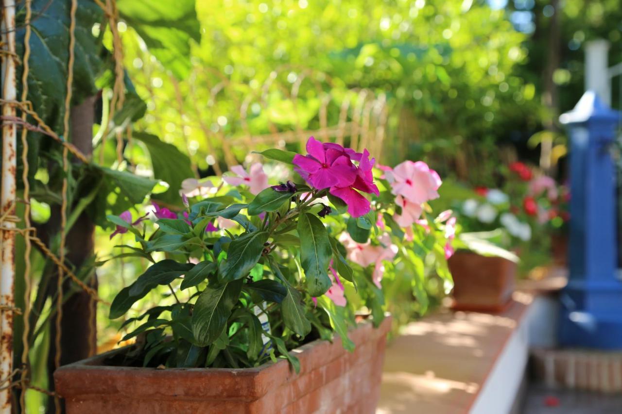 B&B Villa Gemini Sant'Agnello Εξωτερικό φωτογραφία